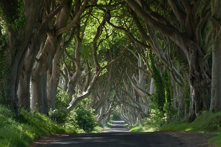 Dark Hedges Game of Thrones