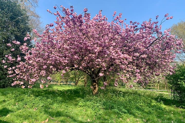 A Self-Guided Audio Tour of Primrose Hill and Regents Park