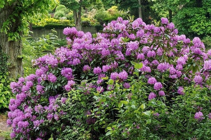 An Audience With Earl Grey In Northumberland