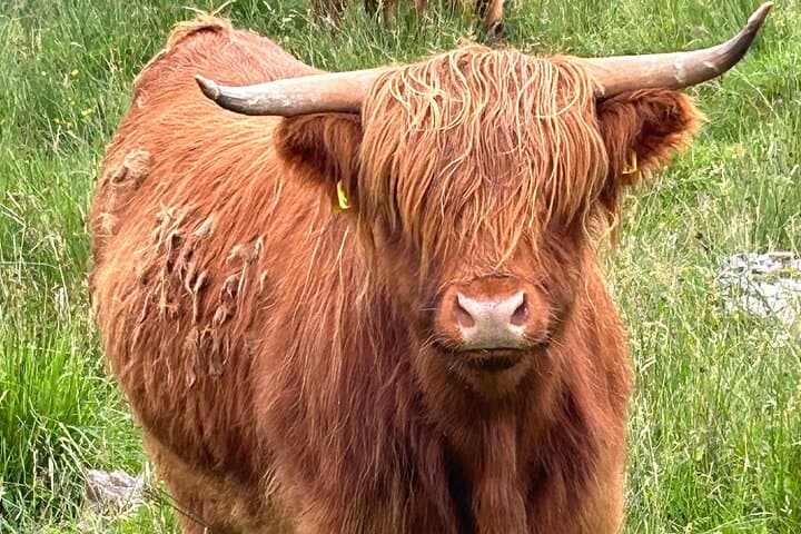 Hairy Coo