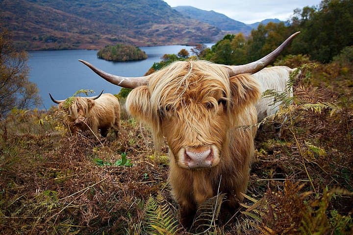 Hairy Coo..