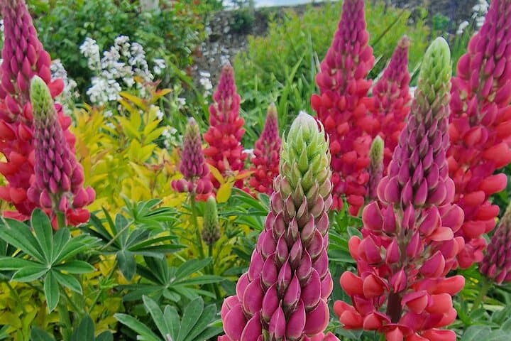 Flowers in a Cotswolds garden