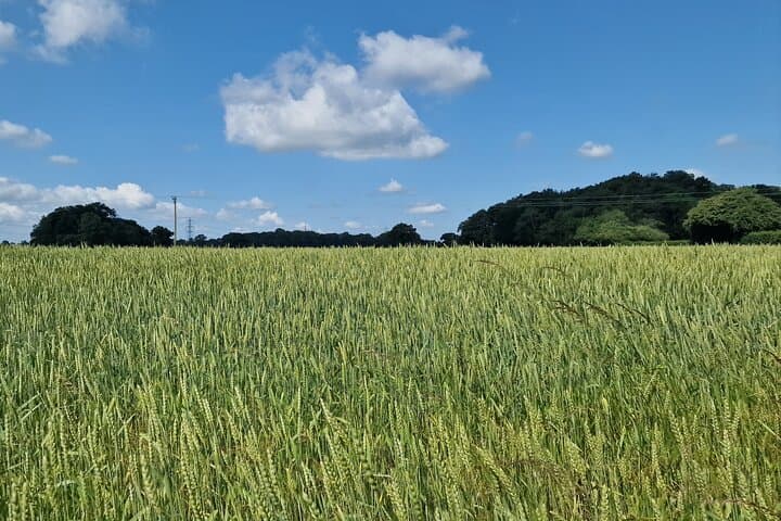 One of the typical crops found in the Cotswolds