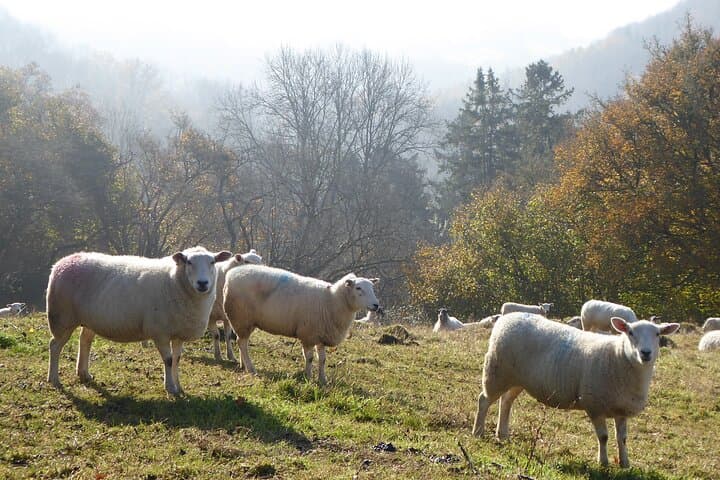 Sheep in the Cotswolds