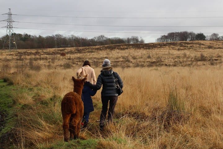 Christmas with the Alpacas at Wetley Moor Alpacas