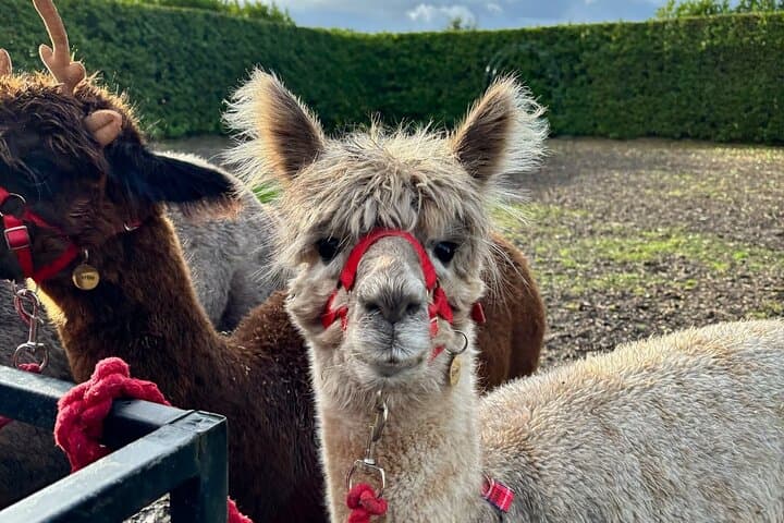 Christmas with the Alpacas at Wetley Moor Alpacas