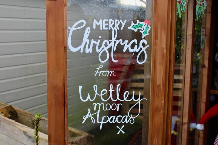 Christmas with the Alpacas at Wetley Moor Alpacas