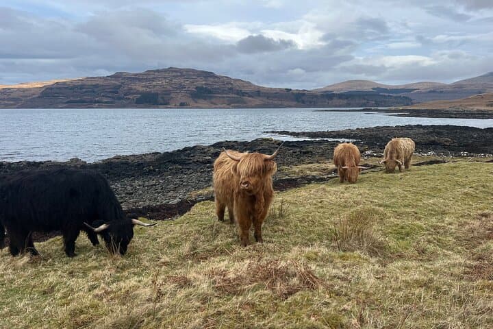 Mull Cows