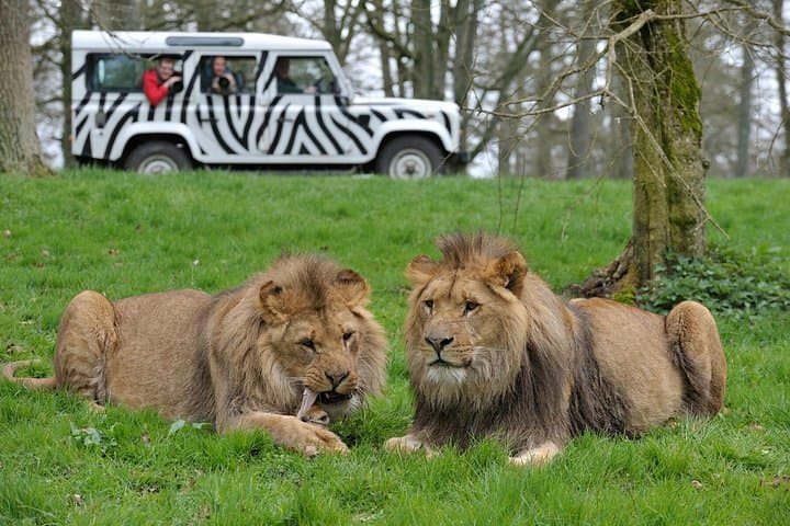 Private Full Day Tour to Longleat Safari Park and Historic Bath