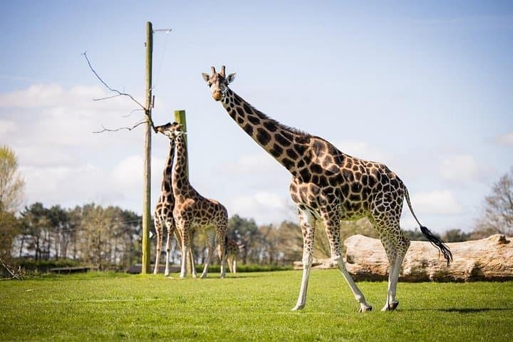 Private Full Day Tour to Longleat Safari Park and Historic Bath