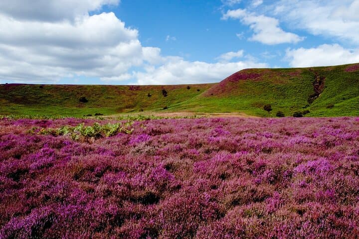 Yorkshire Moors and Whitby Small Group Day Tour from York