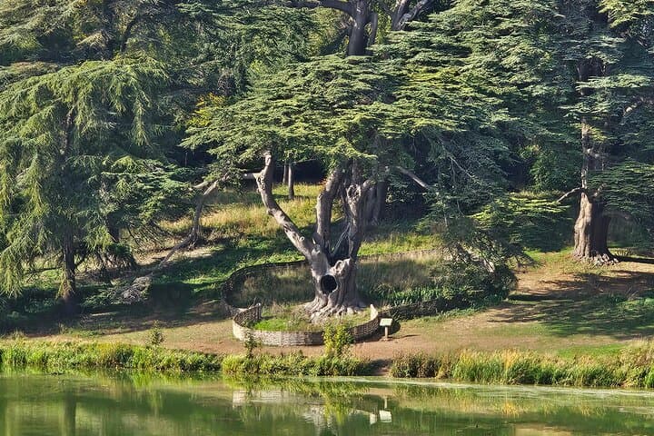 Blenheim Palace, Harry Potter Tree