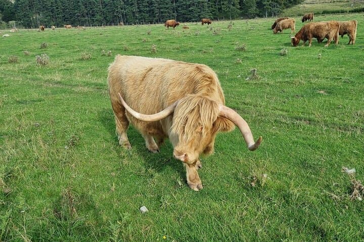 Inverness Half Day Tour in Scottish Highlands