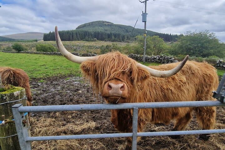 Mini Highlands Tour: Discover Castles, Lochs and Mountain Glens