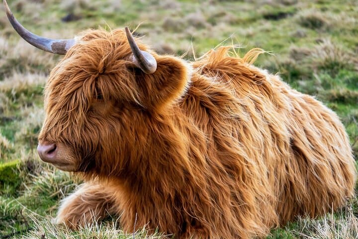Invergordon Shore Excursion -Best of the Highlands