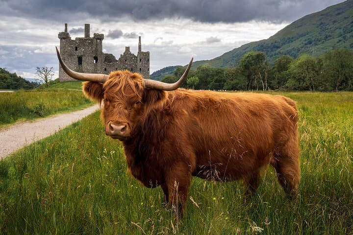 Kilchurn & Hairy Coo