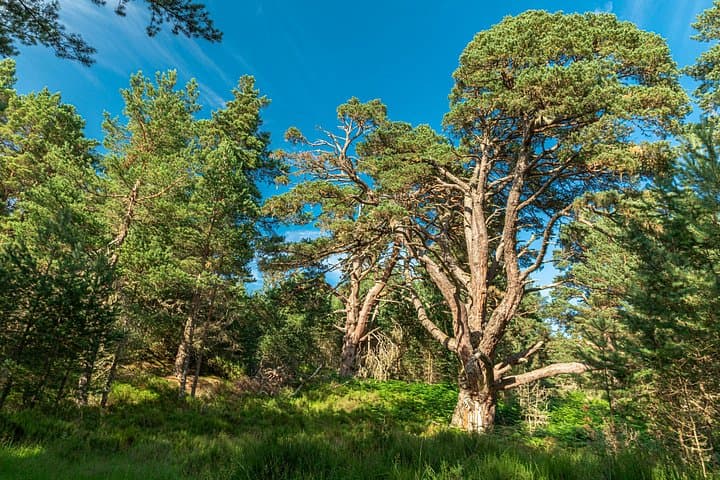 Into the Wild Scottish Highlands Walking Tour from Inverness