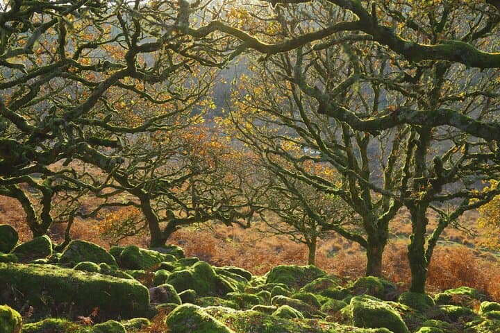 Wander through one of Britain's last ancient temperate rainforests - Wistman's Wood