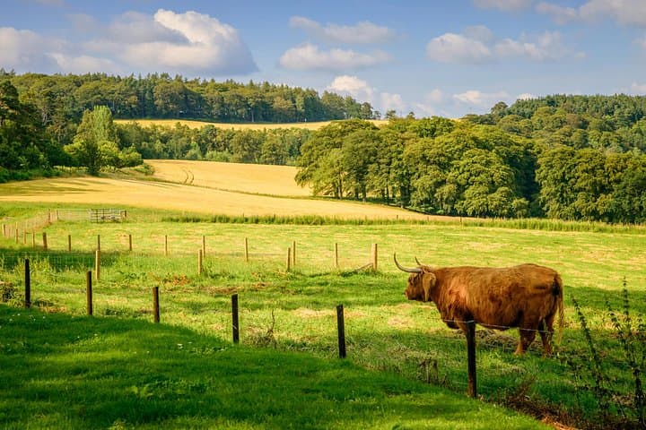 Highland Cow