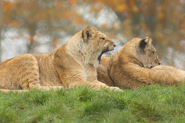 Whipsnade Zoo Entry Ticket