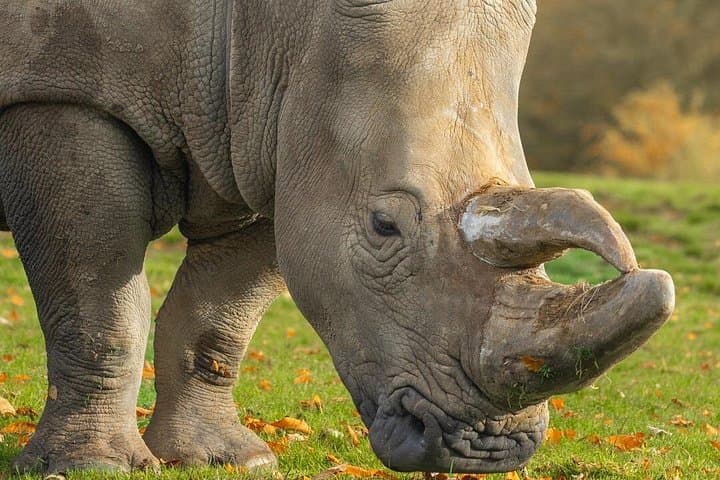 Whipsnade Zoo Entry Ticket