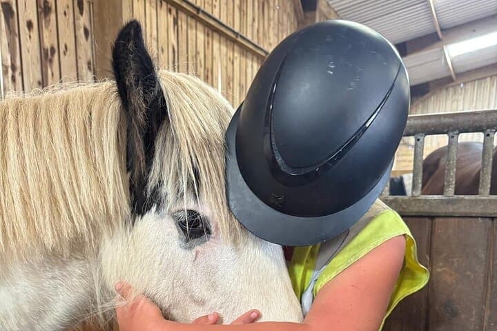 Hands On Horse Experience in the Scottish Borders