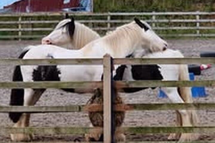 Hands On Horse Experience in the Scottish Borders