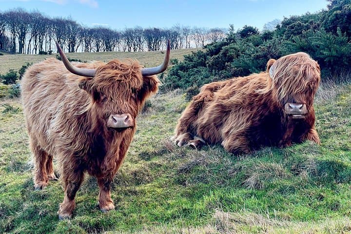 Highland Cow Hike in Edinburgh
