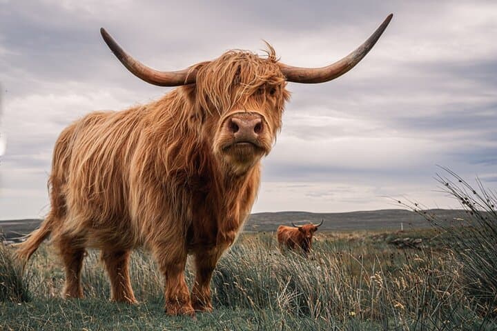 Hairy Cowboys (Hairy Coos)