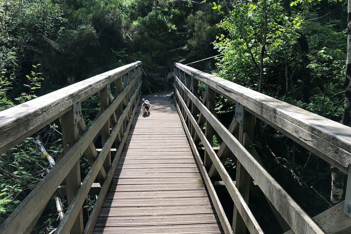 Bridge over River Coe
