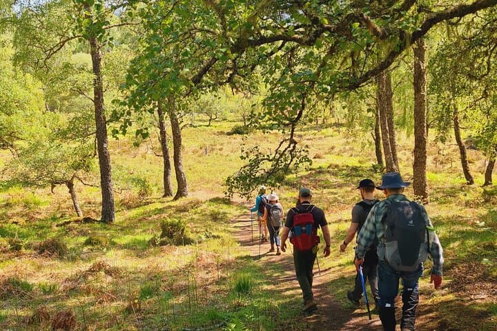 Rewilding Walk through the forest