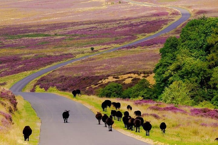 North York Moors and Whitby Day Tour from York
