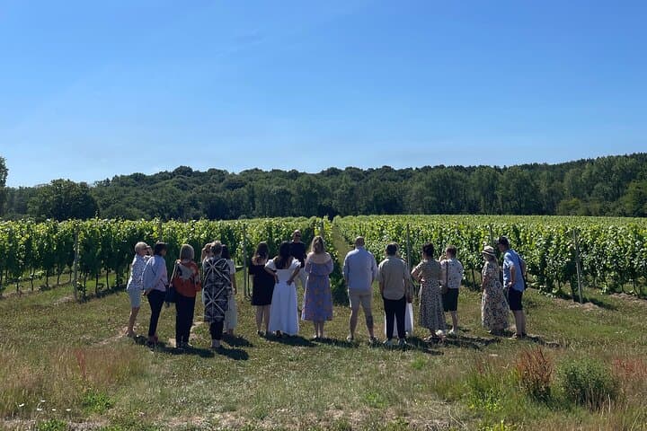 Beautiful vineyards scenery