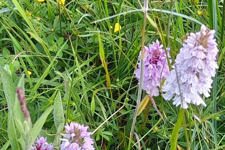 Pink Orchids in a grassland meadow