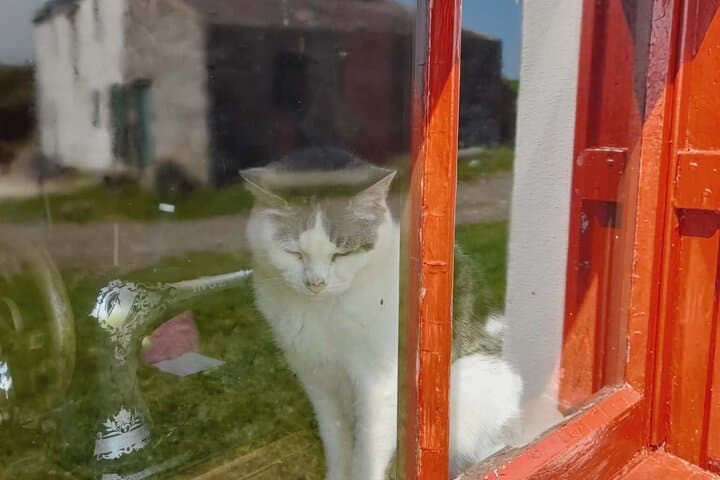 Tabby and White Manx Cat sat in a windowsill