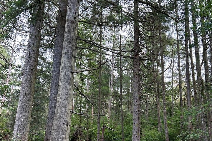 E-Bike Tour to a Fairy Glen and Hidden Waterfalls