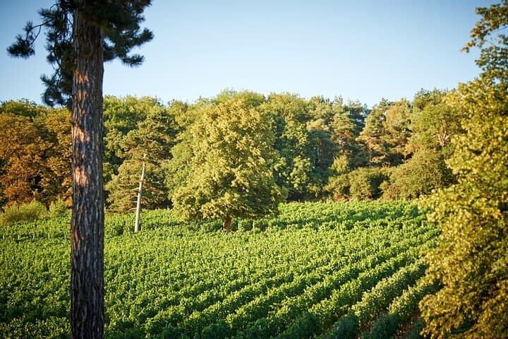 Henley Wine Tour: Explore 3 Boutique Vineyards with Lunch
