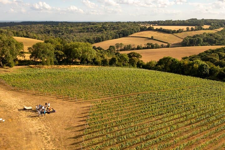 Henley Wine Tour: Explore 3 Boutique Vineyards with Lunch