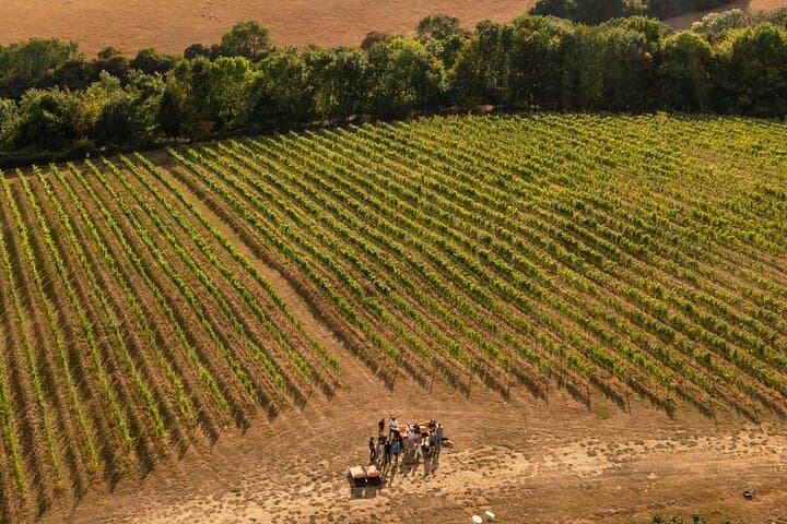Henley Wine Tour: Explore 3 Boutique Vineyards with Lunch