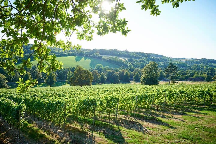 Henley Wine Tour: Explore 3 Boutique Vineyards with Lunch