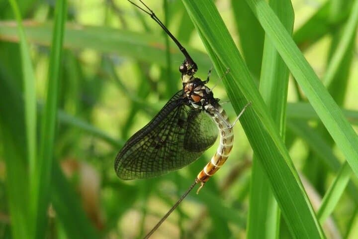 Chiltern Fly Fishing Safari on the River Chess