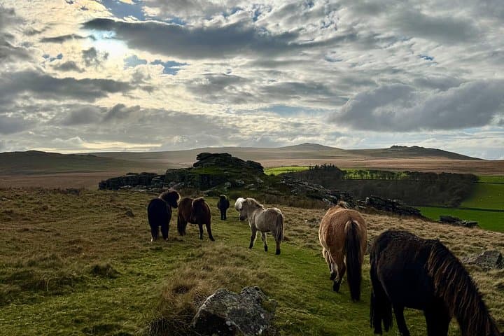 Full Day Guided Tour to Dartmoor
