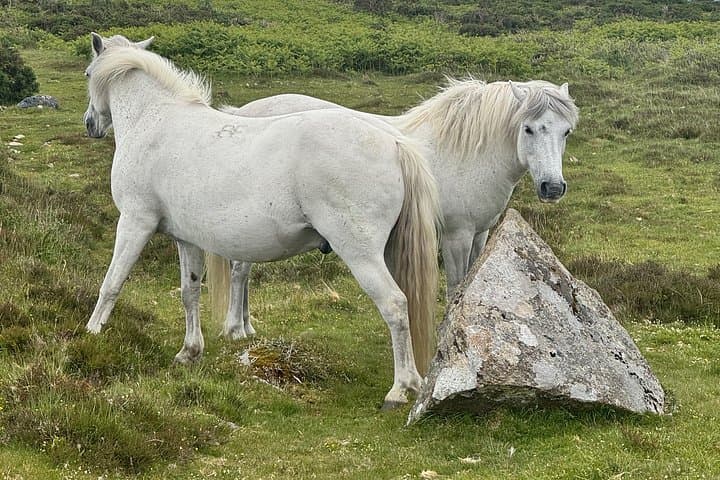 Full Day Guided Tour to Dartmoor