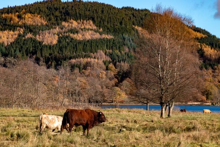 Highland Cow
