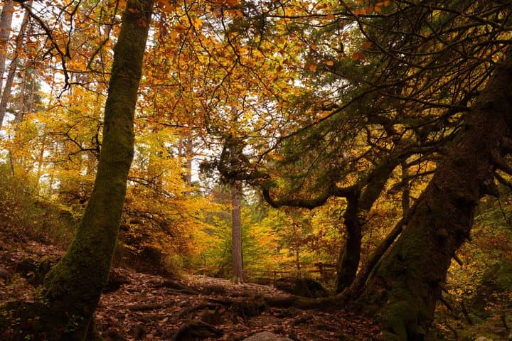 Highland Gems Dunkeld The Hermitage and Blair Atholl Castle