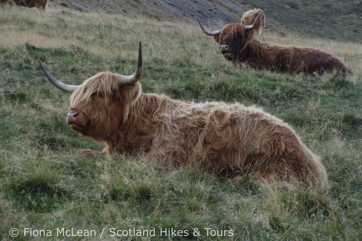 Hills, heather & Highland cows - Hiking in the Pentlands