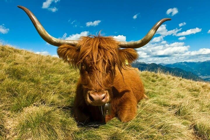 Highland Cow
