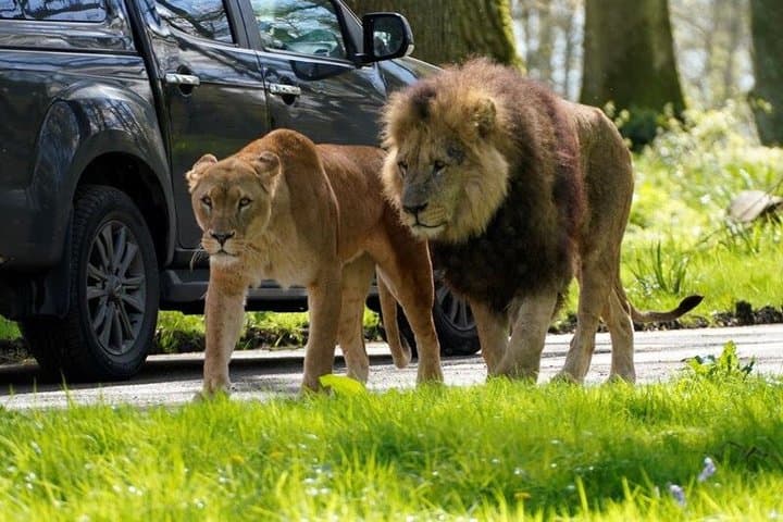 Private Tour of Stonehenge and Longleat Safari Park and House