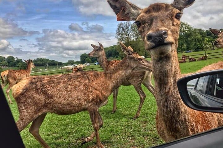 Private Tour of Stonehenge and Longleat Safari Park and House