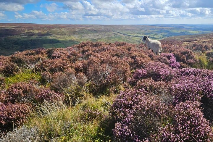 North York Moors Private Tour day trip incl Steam Train & Whitby